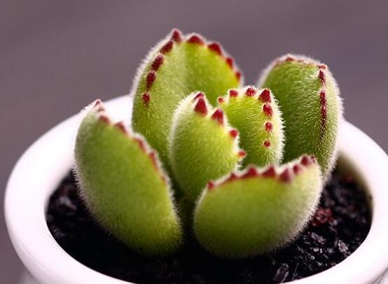 熊童子怎么養(yǎng)才能肥，主要做好四個要點(diǎn)即可