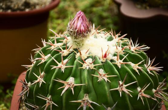 仙人球怎么施肥才正確，老農(nóng)總結(jié)一年四季施肥方法