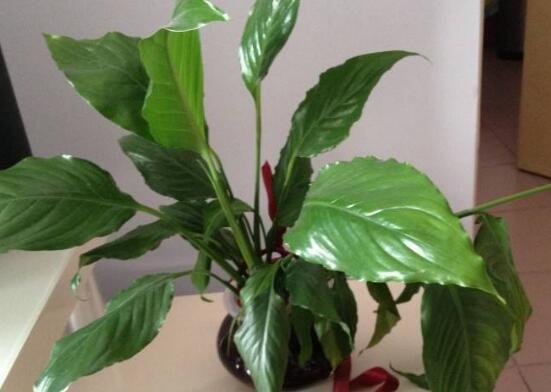 一帆風(fēng)順葉子下垂，四種原因以及解決辦法