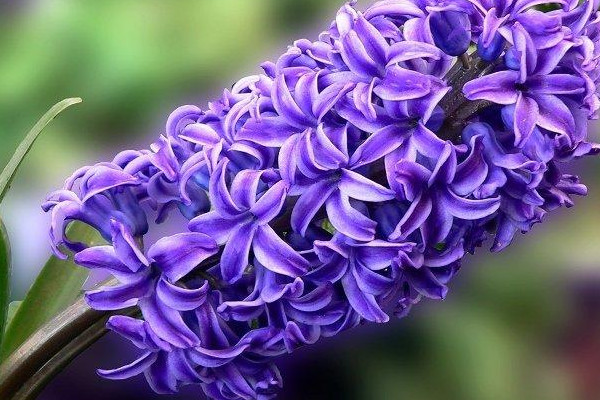 風(fēng)信子球莖怎么保存