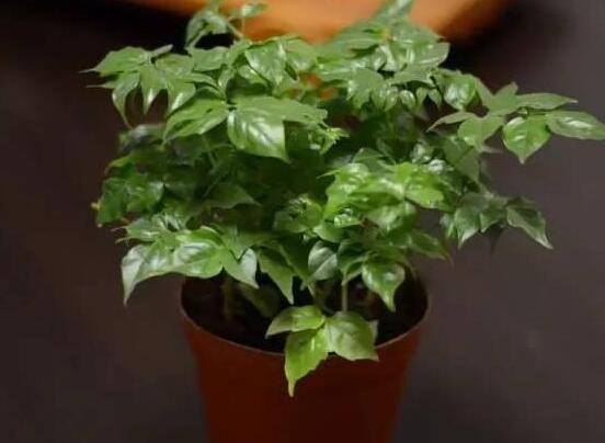 幸福樹種子怎么種，教你六大簡單步驟即可學(xué)會