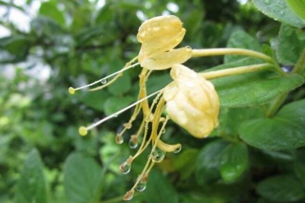 金銀花是怎么過冬的，南方地區(qū)可室外越冬