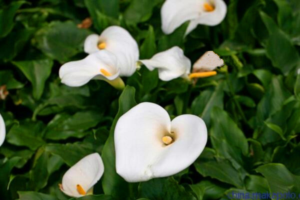 馬蹄蓮種球怎么種植，種植步驟以及前期養(yǎng)護技巧