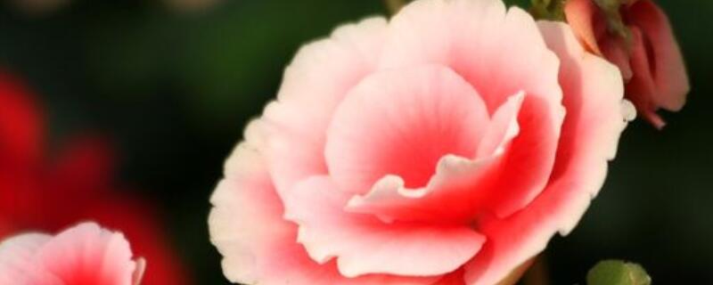 麗格海棠怎么養(yǎng)護(hù)