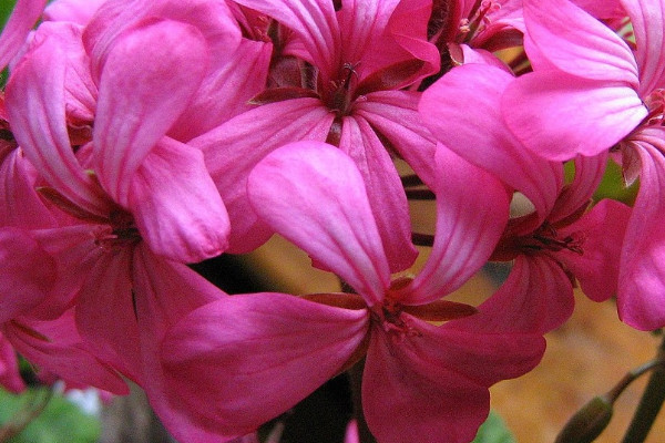 天竺葵葉子越養(yǎng)越小怎么回事