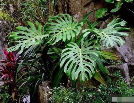 龜背竹好養(yǎng)嗎，老農(nóng)總結(jié)最好養(yǎng)的六點(diǎn)基本方法