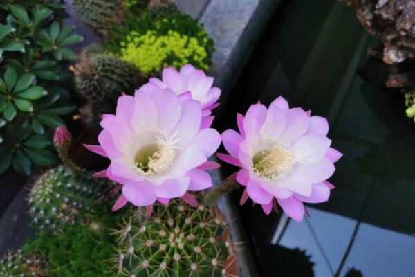 仙人球開(kāi)花后要剪掉嗎