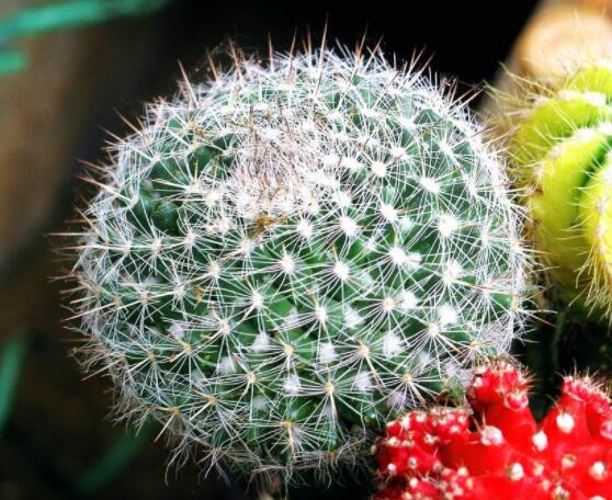 仙人球的養(yǎng)殖方法和注意事項，做好五個要點一年四季健康茂盛