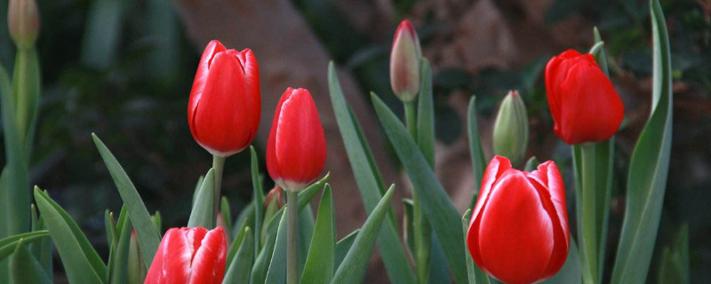 盆栽郁金香室外能過冬嗎