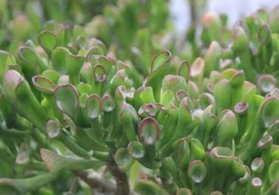 玉樹冬天怎么養(yǎng)，教你六個(gè)方法安然過(guò)冬