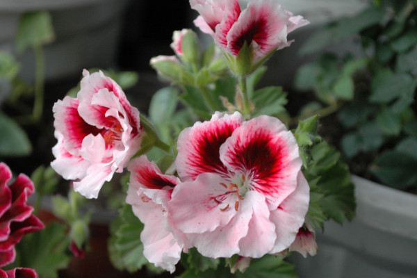 香葉天竺葵怎么養(yǎng)