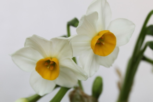 為什么水仙的葉子會(huì)往下垂