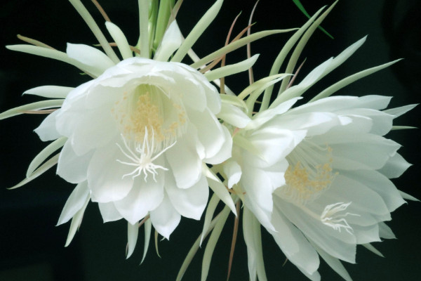 曇花如何養(yǎng)殖，土壤要富含腐殖質(zhì)營(yíng)養(yǎng)