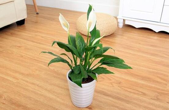 一帆風(fēng)順能澆淘米水嗎，做好這三點使盆土更加肥沃(能澆)