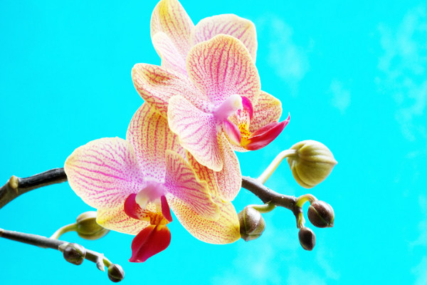 蝴蝶蘭秋季如何養(yǎng)