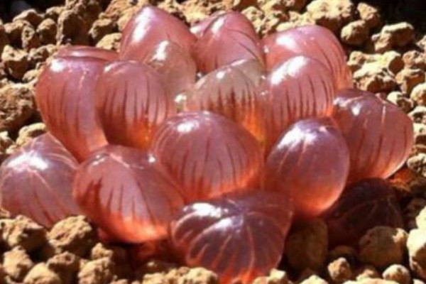 玉露發(fā)黃怎么恢復(fù)