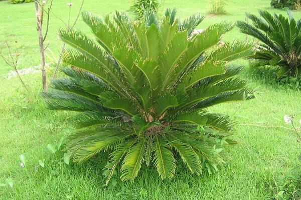 鐵樹的養(yǎng)殖方法，必須要掌握的5個要點