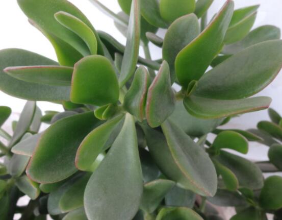 玉樹燕子掌怎么區(qū)分，主要從葉和花序上辨別