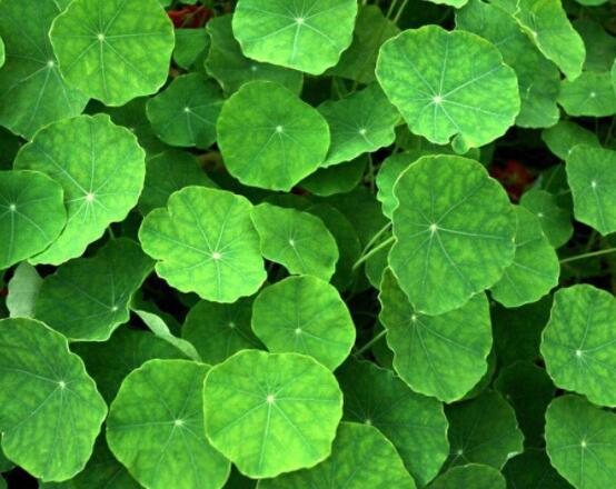 銅錢草焉了怎么回事，多半是澆水和光照不當(dāng)導(dǎo)致