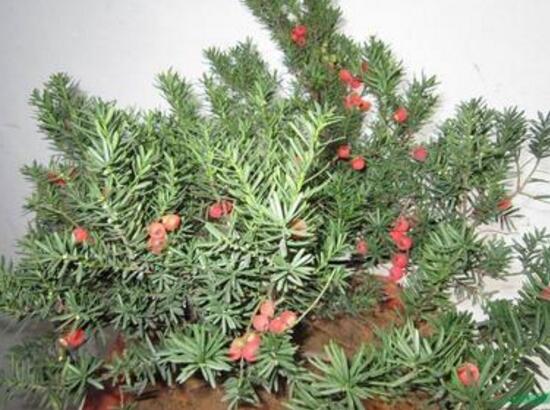 紅豆杉盆景怎么修剪，遵循兩點原則掌握六點方法