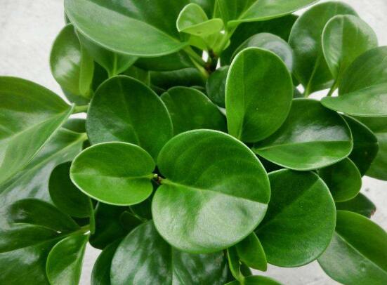 青葉碧玉怎么養(yǎng)，掌握八大核心保證你家的碧玉爆盆綠油油