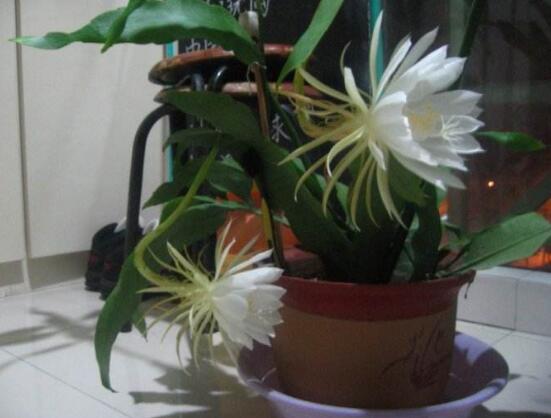 曇花開代表什么預(yù)兆，預(yù)兆著好事成雙、喜事臨門