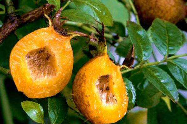 無(wú)刺金櫻子有紅花嗎