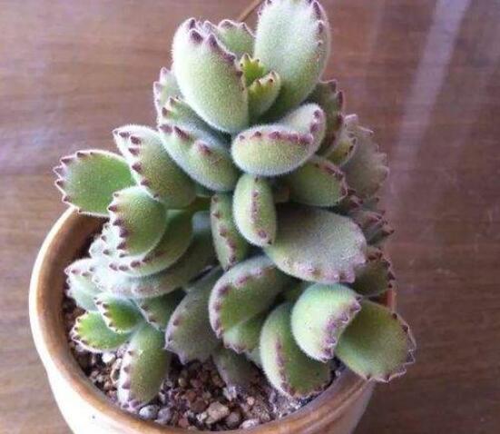 熊童子和白熊的區(qū)別，老農(nóng)總結(jié)最直觀兩種分辨方法