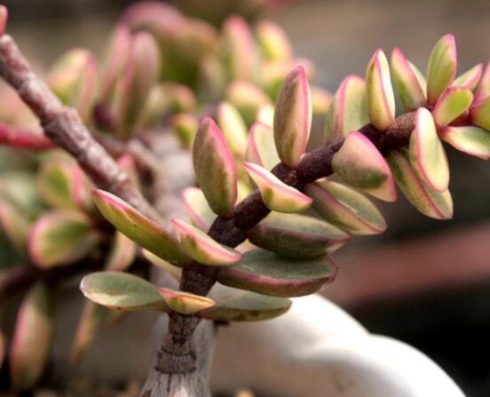 雅樂(lè)之舞水培怎么養(yǎng)，勤換水、保持合適溫度光照/前期養(yǎng)護(hù)