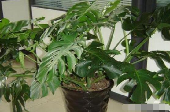 龜背竹用深盆還是淺盆，透氣性強(qiáng)深盆為主(陶盆/紫砂盆/泥瓦盆)