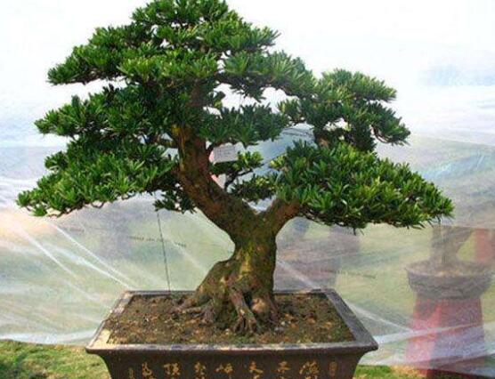 羅漢松盆景施肥，做好以有機(jī)液肥、稀薄的餅肥水為主