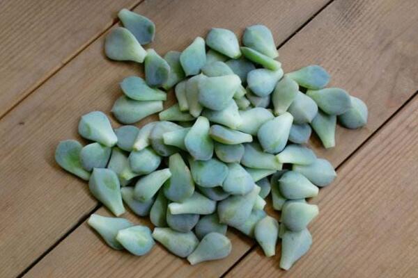 寶石花怎樣用葉子繁殖，寶石紅葉子繁殖5大要點