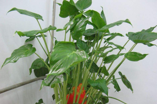 滴水觀(guān)音不長(zhǎng)新葉