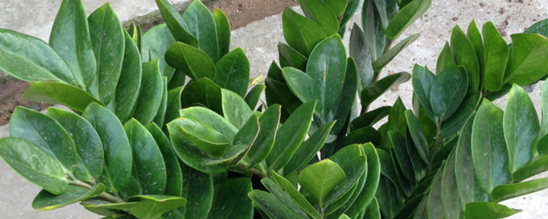 金錢(qián)樹(shù)會(huì)開(kāi)花嗎花是什么樣子