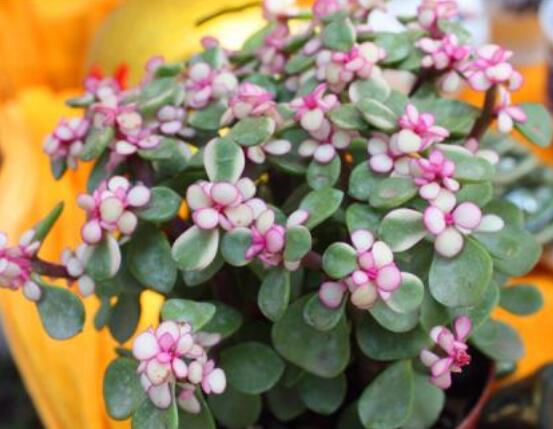 雅樂之舞為什么不紅，做好合適盆土/保持充足光照