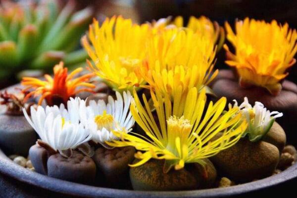 生石花開花還能活嗎，開花后會脫皮但不會死