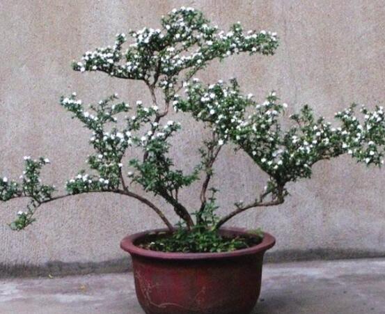 六月雪怎么變粗，做好六點(diǎn)基本方法生長(zhǎng)粗壯