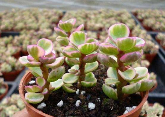 雅樂之舞如何變粉，五個小妙招教你變得粉紅