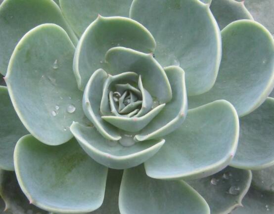 寶石花特點是什么，藥用價值是最大特色