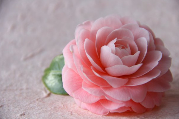 茶花夏季怎么養(yǎng)