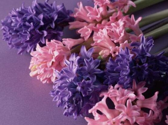 好看的風(fēng)信子圖片欣賞，姿色優(yōu)美，色彩艷麗