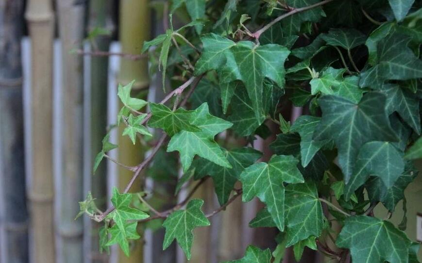 常春藤葉子發(fā)蔫咋補(bǔ)救，適合的光照和溫度很重要