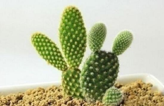 仙人球怎么養(yǎng)長得快，盆栽仙人球的養(yǎng)殖方法