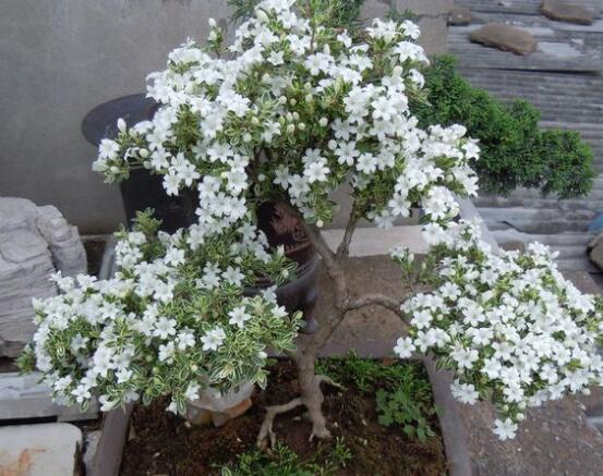 六月雪怎么變粗，做好六點(diǎn)基本方法生長(zhǎng)粗壯