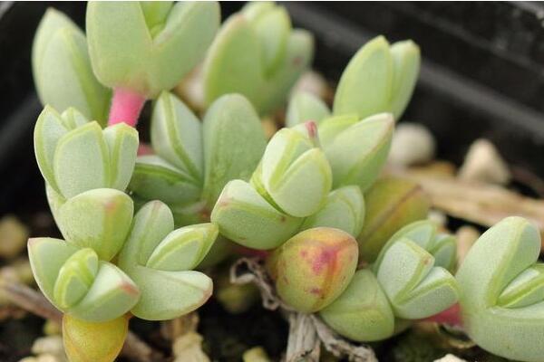 碧玉蓮的養(yǎng)護方法，做好五個方面的管理