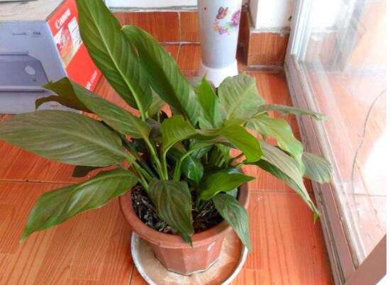 一帆風順為什么不開花，一帆風順不開花怎么辦