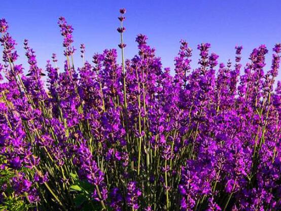 薰衣草的花語是什么，代表著心心相印、愛情的等待