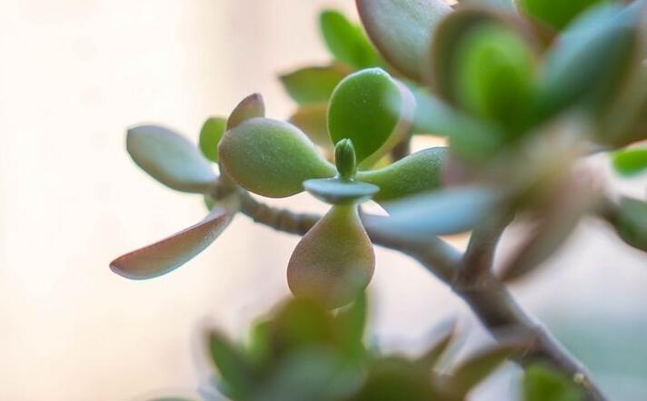 燕子掌的花語(yǔ)，吉祥如意和尊重敬畏