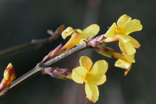 迎春花小苗什么時(shí)候移栽好