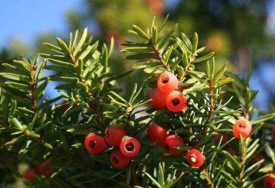 紅豆杉的藥用價值，盤點(diǎn)紅豆杉六大藥用價值